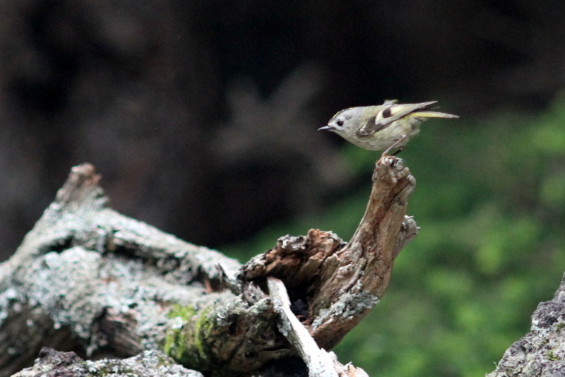 f:id:digibirds:20130718102317j:image