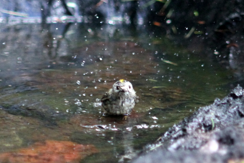 f:id:digibirds:20130718160119j:image f:id:digibirds:20130718160119j:image