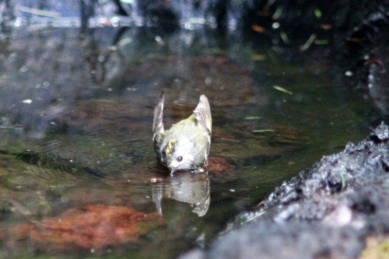 f:id:digibirds:20130718160122j:image f:id:digibirds:20130718160122j:image