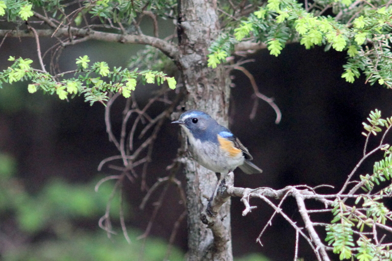 f:id:digibirds:20130725161831j:image f:id:digibirds:20130725161831j:image