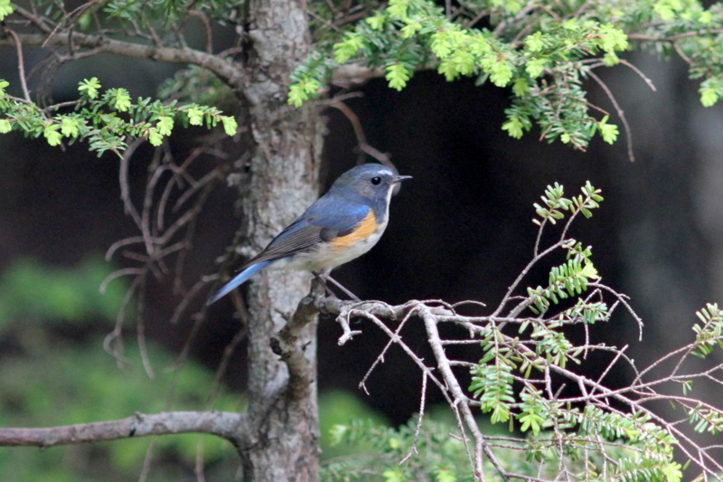 f:id:digibirds:20130725161843j:image f:id:digibirds:20130725161843j:image