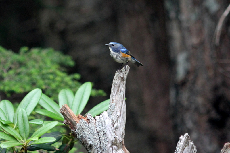 f:id:digibirds:20130725161850j:image f:id:digibirds:20130725161850j:image