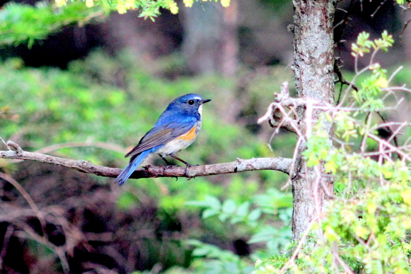 f:id:digibirds:20130725161907j:image f:id:digibirds:20130725161907j:image