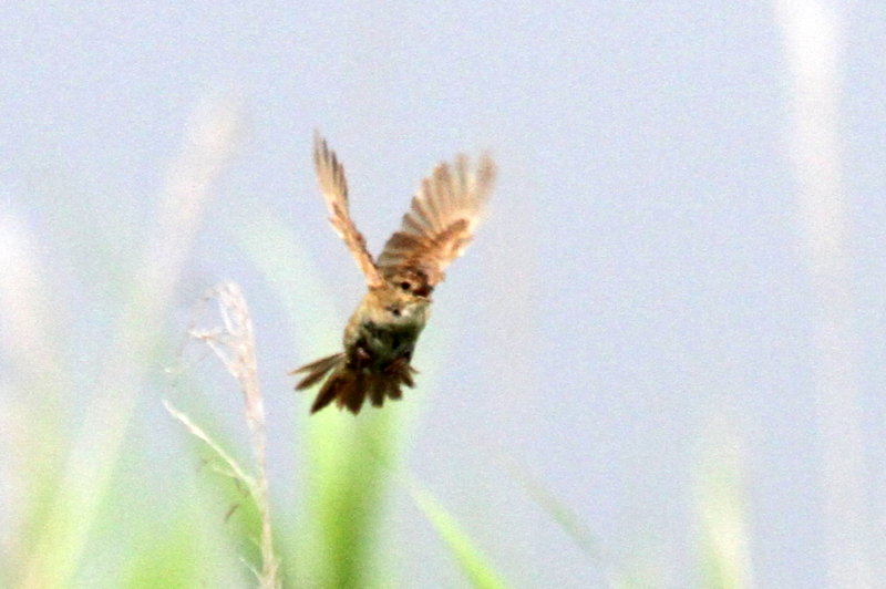 f:id:digibirds:20130727185150j:image
