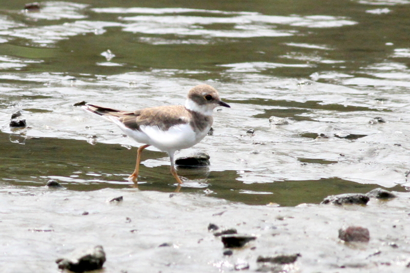 f:id:digibirds:20130806155538j:image