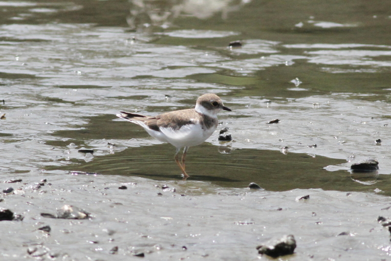 f:id:digibirds:20130806155543j:image