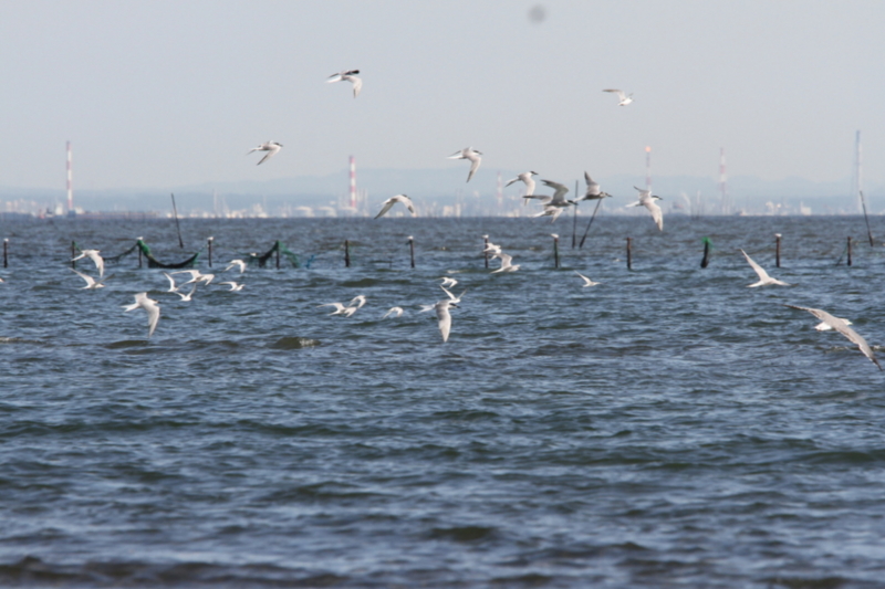 f:id:digibirds:20130831002817j:image