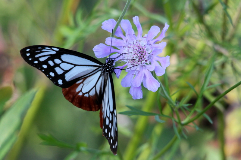 f:id:digibirds:20130923064107j:image