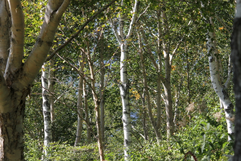 f:id:digibirds:20130925000115j:image