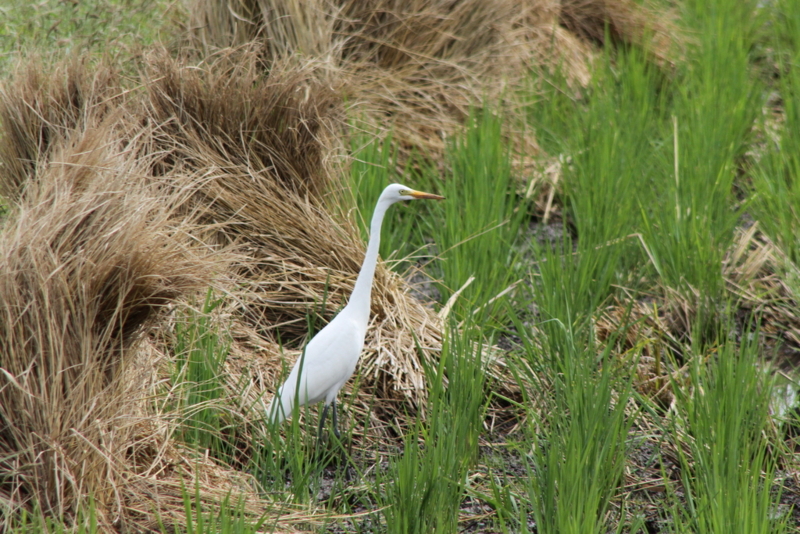 f:id:digibirds:20130929054743j:image