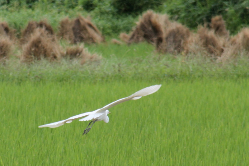 f:id:digibirds:20130929054745j:image