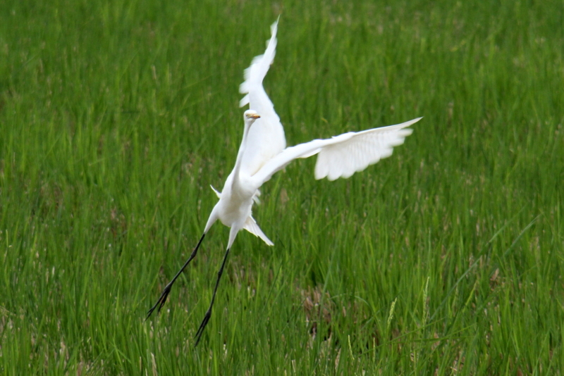 f:id:digibirds:20130929054748j:image