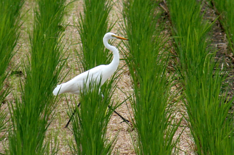 f:id:digibirds:20130929054749j:image