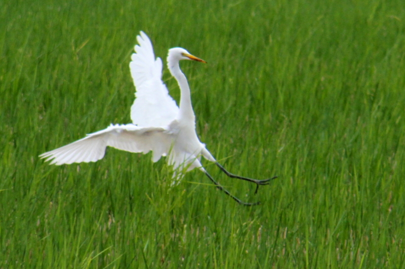 f:id:digibirds:20130929054753j:image