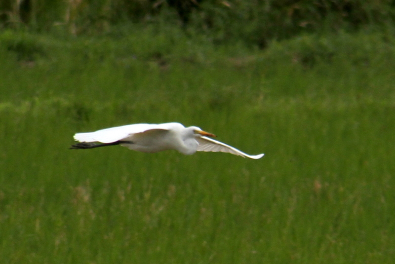 f:id:digibirds:20130929054754j:image