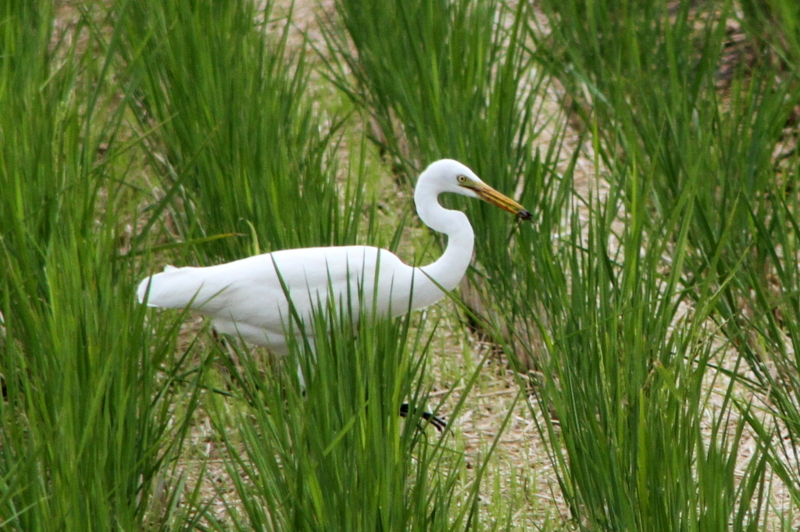 f:id:digibirds:20130929060450j:image