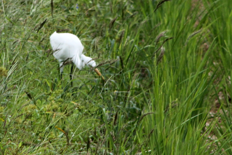 f:id:digibirds:20130929060452j:image