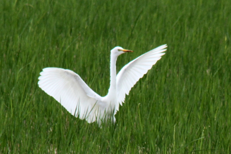 f:id:digibirds:20130930054822j:image