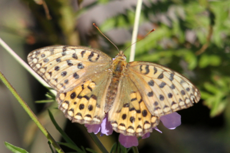 f:id:digibirds:20131002084838j:image f:id:digibirds:20131002084838j:image