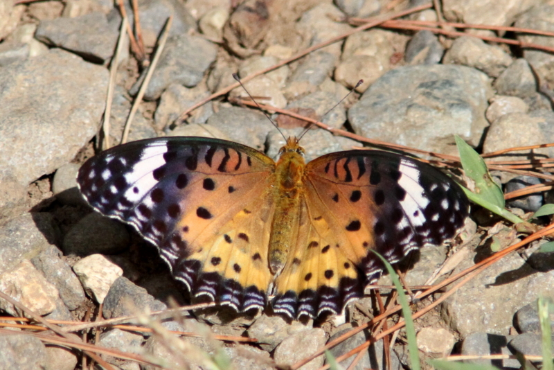 f:id:digibirds:20131002084840j:image f:id:digibirds:20131002084840j:image