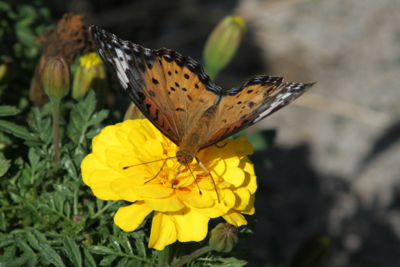 f:id:digibirds:20131002084843j:image f:id:digibirds:20131002084843j:image