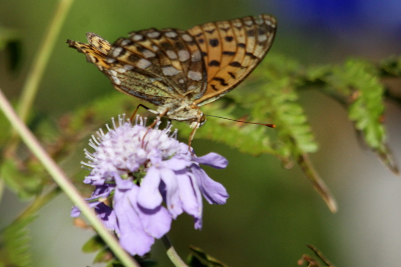 f:id:digibirds:20131003041509j:image f:id:digibirds:20131003041509j:image