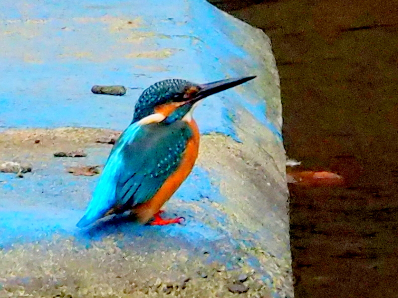 f:id:digibirds:20131015155921j:image