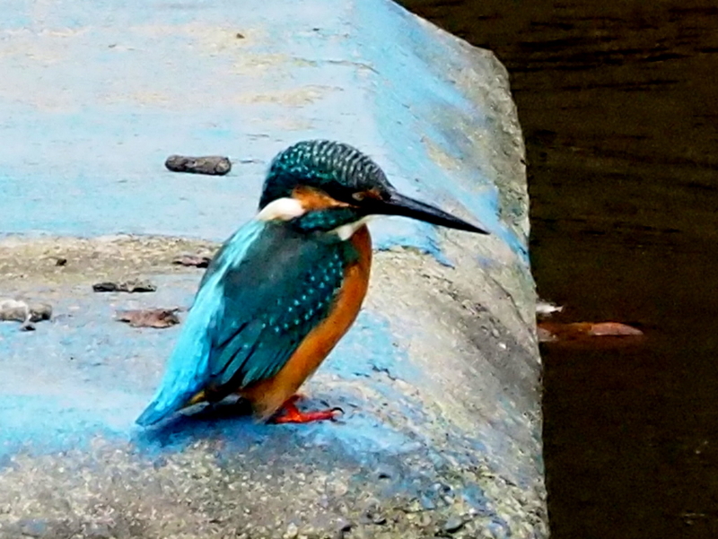 f:id:digibirds:20131015155923j:image