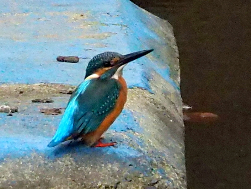 f:id:digibirds:20131015155925j:image