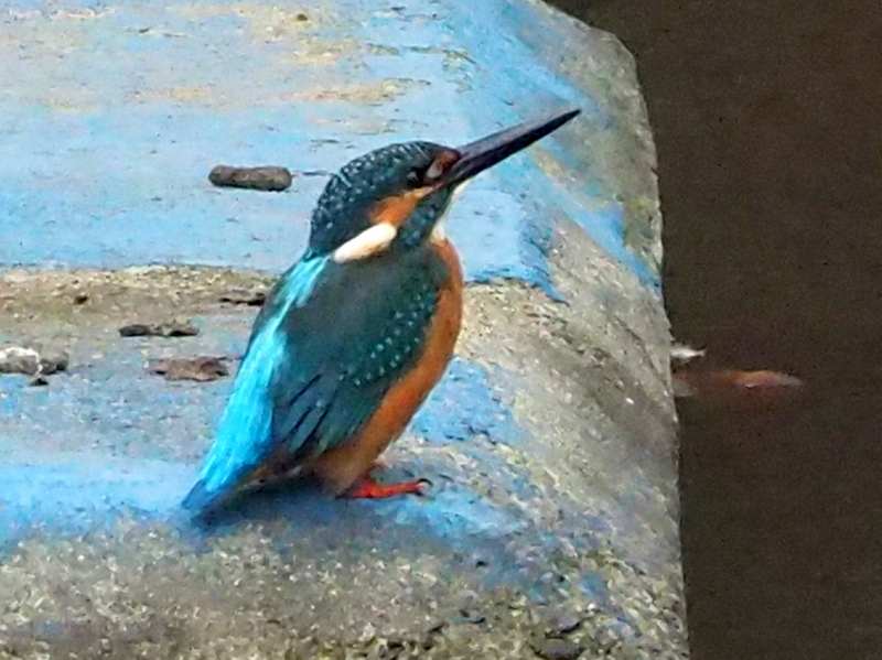 f:id:digibirds:20131015155927j:image