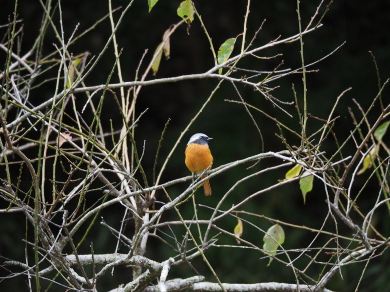 f:id:digibirds:20131110181828j:image f:id:digibirds:20131110181828j:image