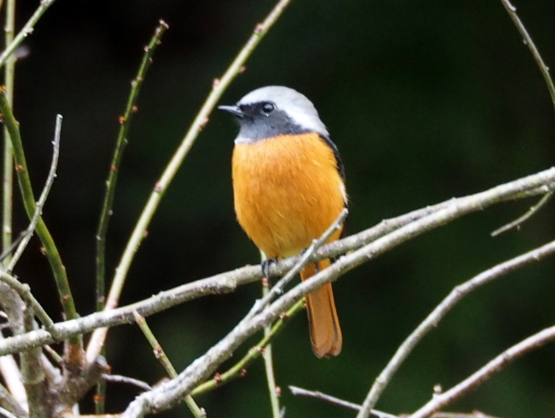 f:id:digibirds:20131110181830j:image f:id:digibirds:20131110181830j:image