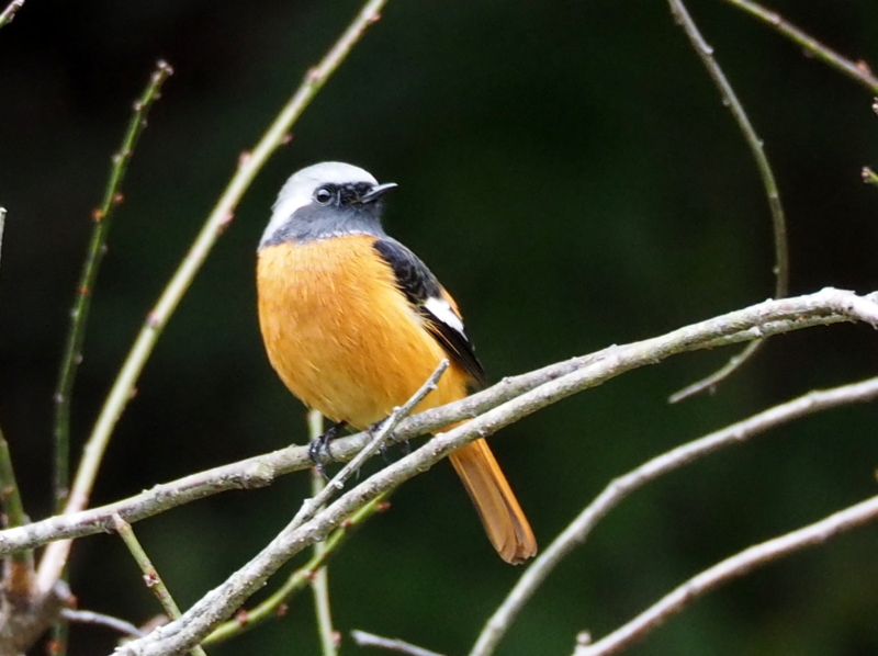 f:id:digibirds:20131110181832j:image f:id:digibirds:20131110181832j:image