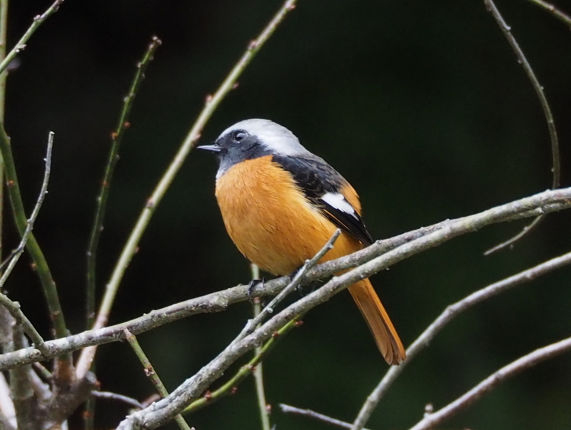 f:id:digibirds:20131110181834j:image f:id:digibirds:20131110181834j:image