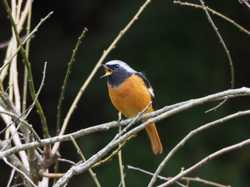 f:id:digibirds:20131110181836j:image f:id:digibirds:20131110181836j:image
