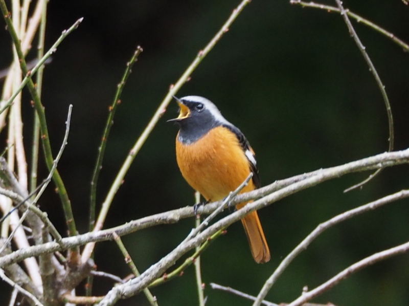 f:id:digibirds:20131110181838j:image f:id:digibirds:20131110181838j:image
