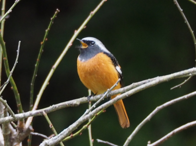 f:id:digibirds:20131110181839j:image f:id:digibirds:20131110181839j:image