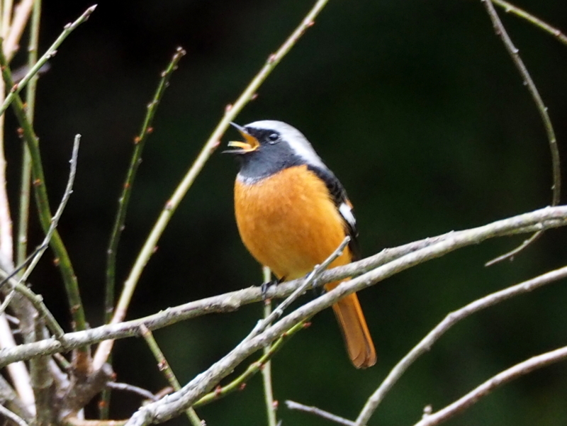 f:id:digibirds:20131110181841j:image f:id:digibirds:20131110181841j:image