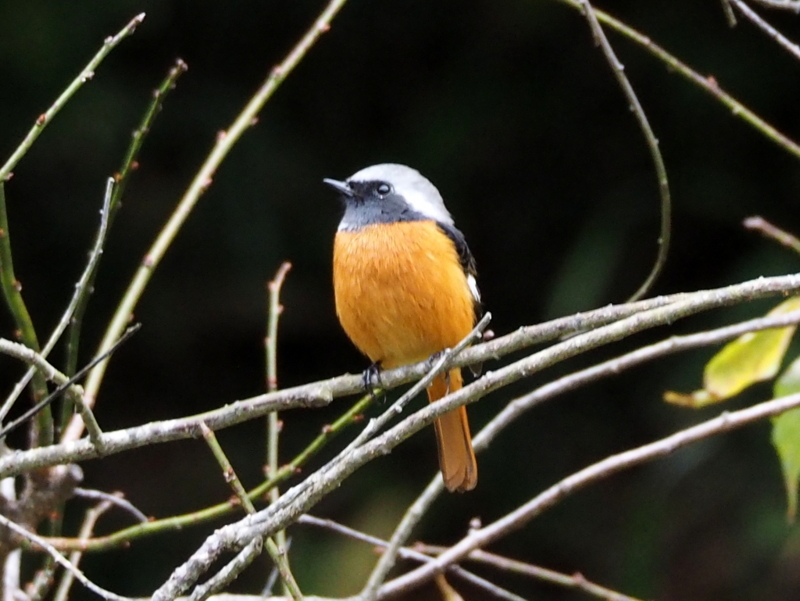 f:id:digibirds:20131110181843j:image f:id:digibirds:20131110181843j:image