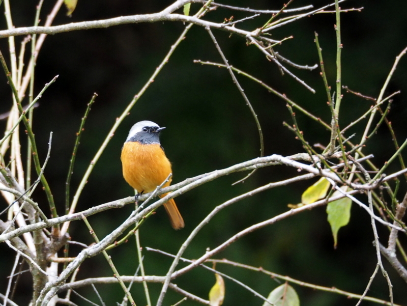 f:id:digibirds:20131110181845j:image f:id:digibirds:20131110181845j:image