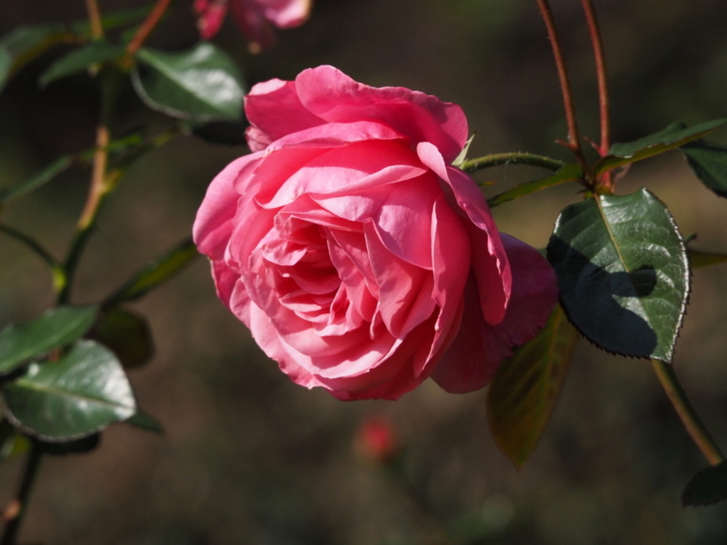 f:id:digibirds:20131118115525j:image f:id:digibirds:20131118115525j:image
