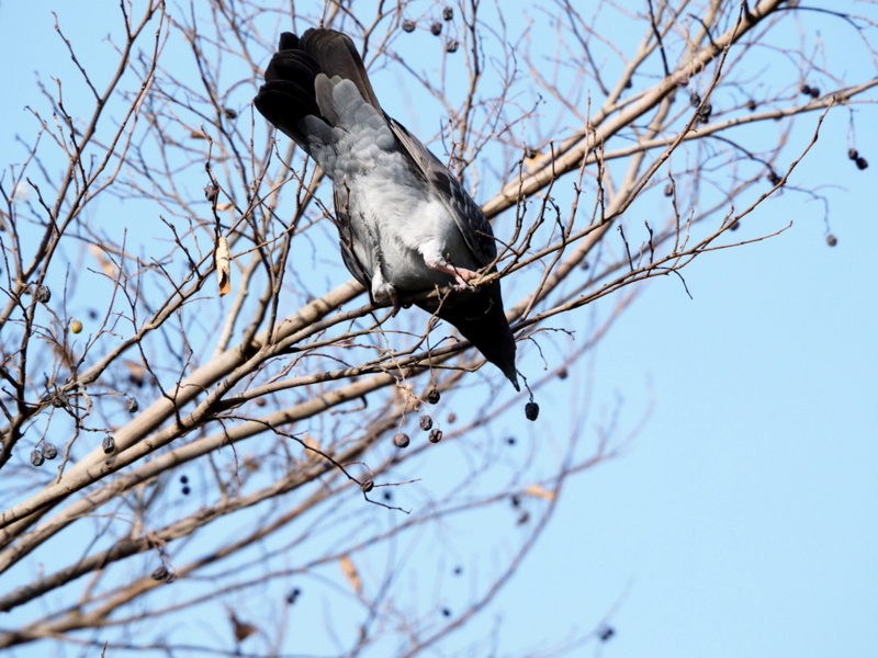 f:id:digibirds:20131127172148j:image