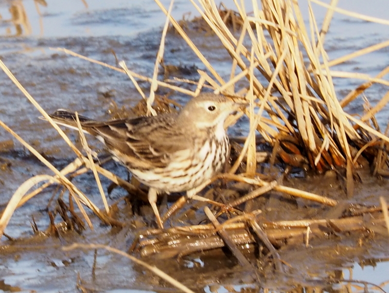 f:id:digibirds:20140101174455j:image
