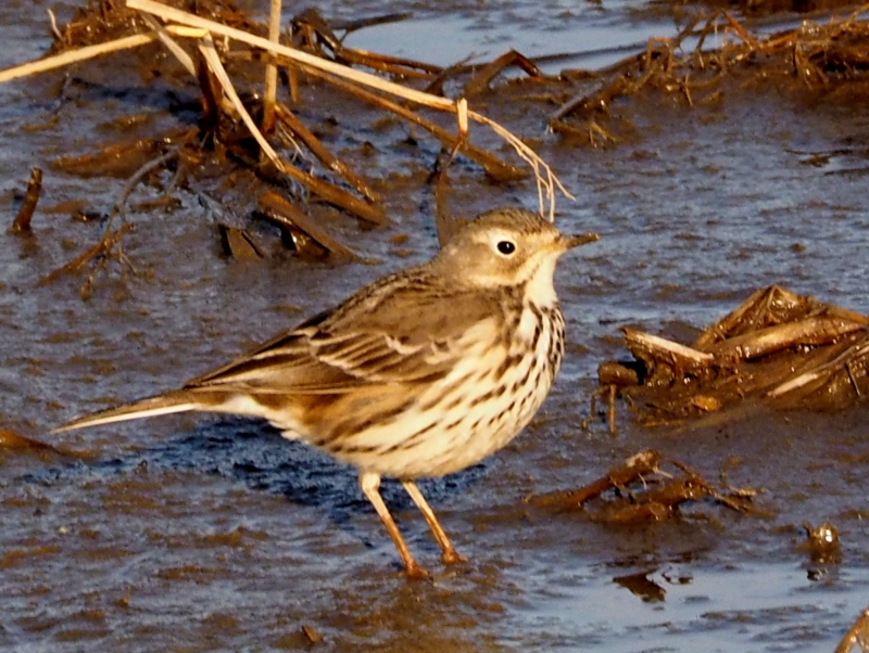 f:id:digibirds:20140101174458j:image