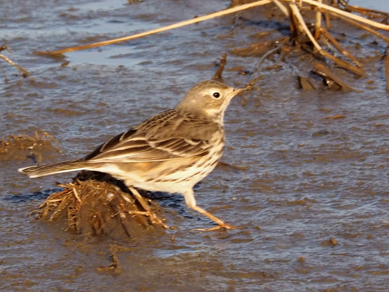 f:id:digibirds:20140101174500j:image