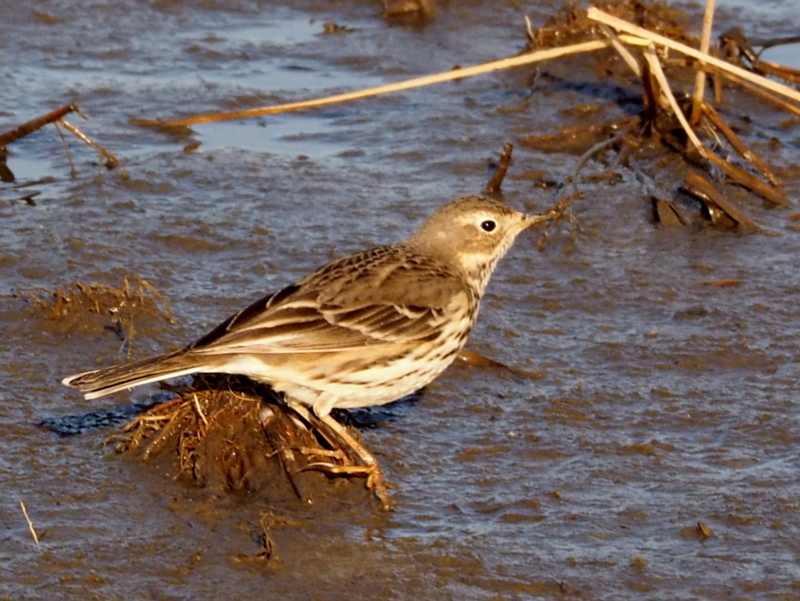 f:id:digibirds:20140101174502j:image