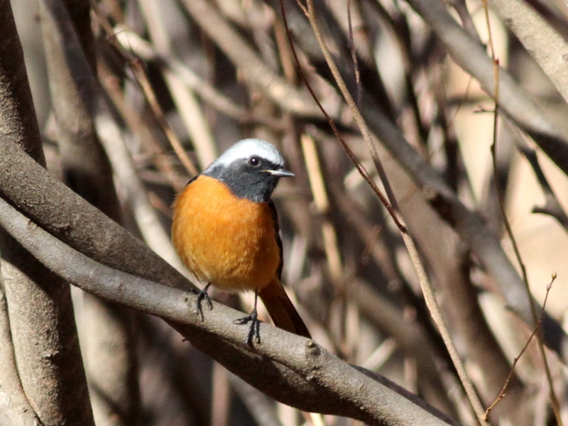 f:id:digibirds:20140101230645j:image