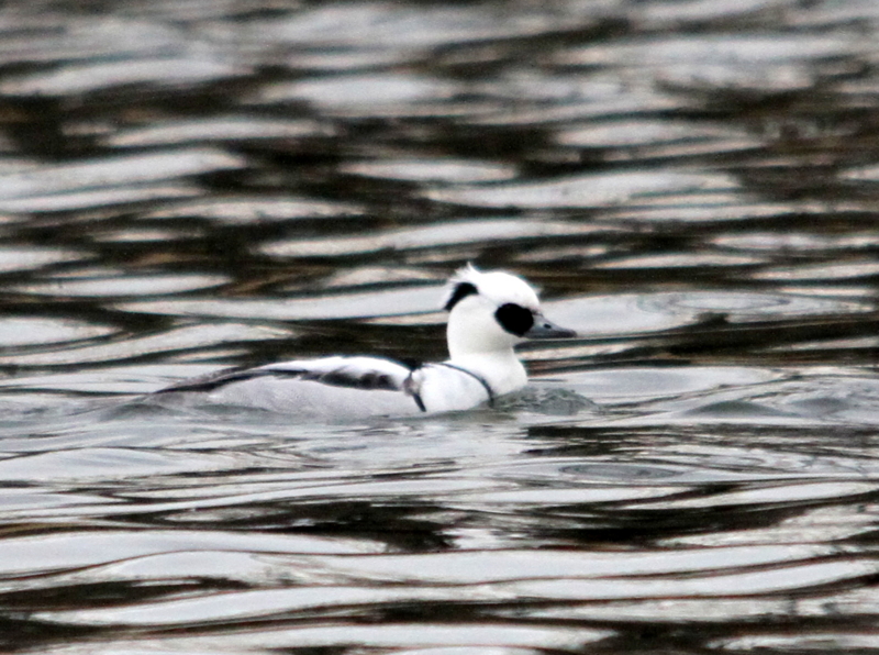f:id:digibirds:20140103182913j:image f:id:digibirds:20140103182913j:image