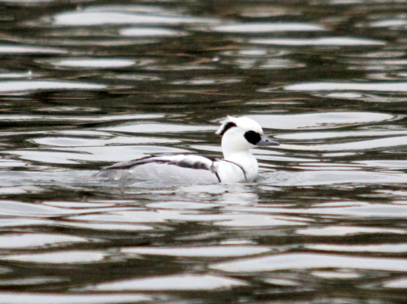 f:id:digibirds:20140103182915j:image f:id:digibirds:20140103182915j:image