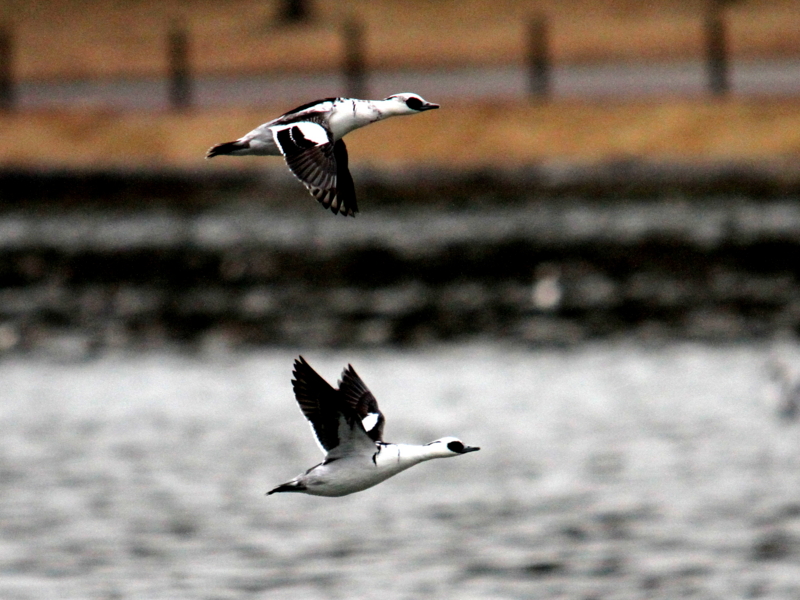 f:id:digibirds:20140103182920j:image f:id:digibirds:20140103182920j:image